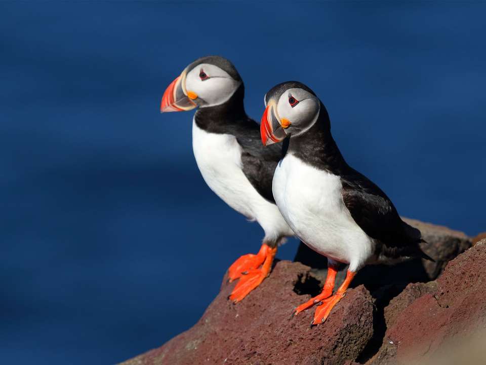 Iceland Circle & Westfjords Discovery - 17 days - On The Go Tours - Iceland - Image 13