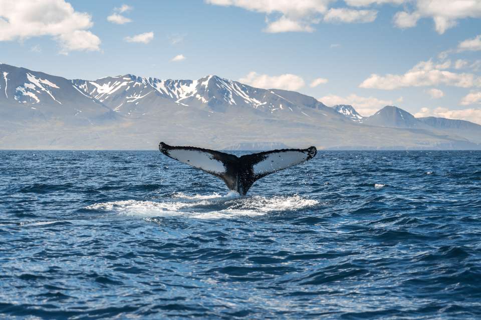 Iceland Circumnavigation: Helicopters, Glaciers and Volcanoes - Exodus Adventure Travels - Iceland - Image 5