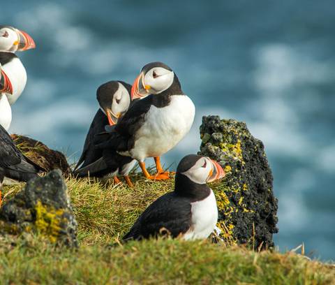 Iceland Circumnavigation: Mountains, Volcanoes And Waterfalls - Summer Tours