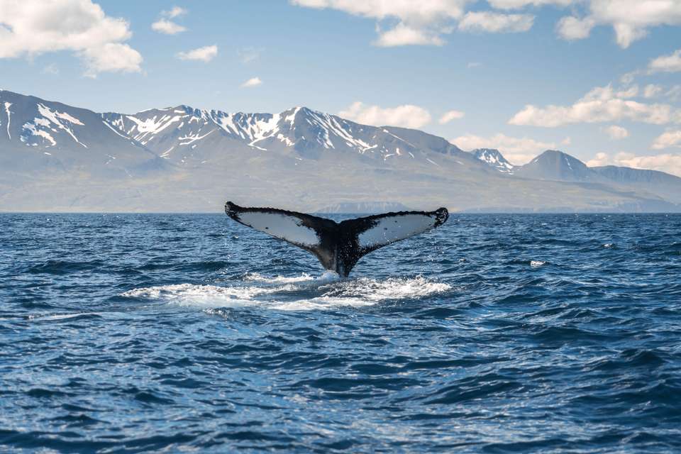 Iceland Circumnavigation: Mountains, Volcanoes and Waterfalls - Quark Expeditions - Iceland - Image 3