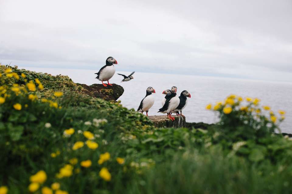 Iceland Circumnavigation: Mountains, Volcanoes and Waterfalls - Exodus Adventure Travels - Iceland - Image 3
