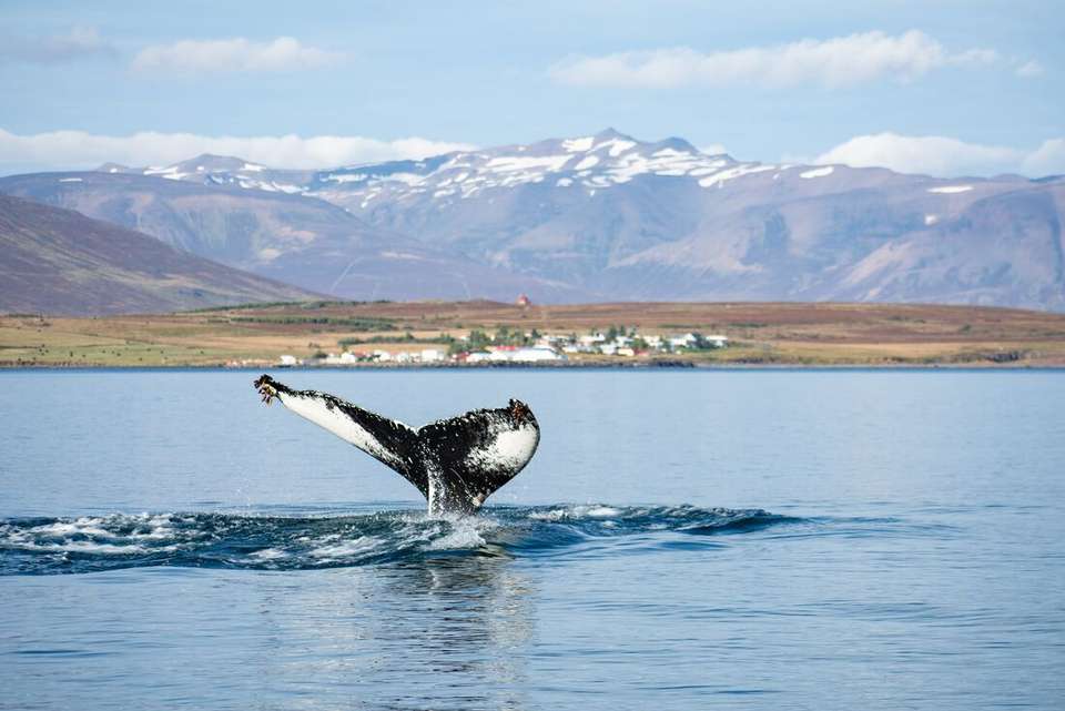 Iceland Circumnavigation (Ultramarine) - undefined - Image 7