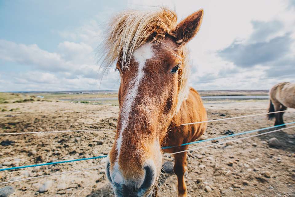 Iceland Discovery - Intrepid Travel - Iceland - Image 14