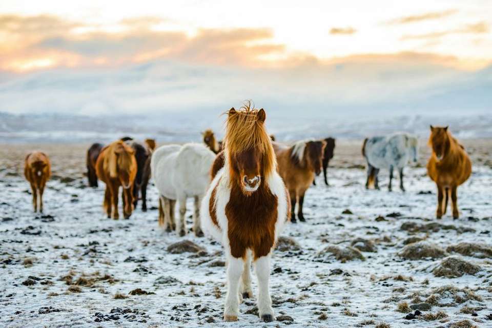 Iceland Explorer Self Drive Winter - Indus Travels - Iceland - Image 3