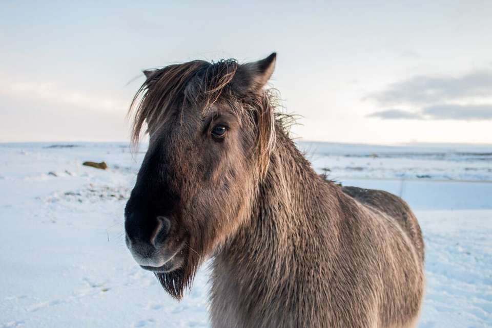 Iceland's Classic Northern Lights - Intrepid Travel - Iceland - Image 9