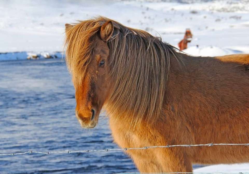Iconic Iceland - Indus Travels - Iceland - Image 6