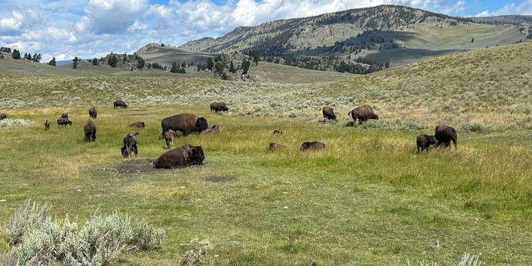 Journeys: Iconic Wildlife of Yellowstone and Grand Teton trip - alternative tour available
