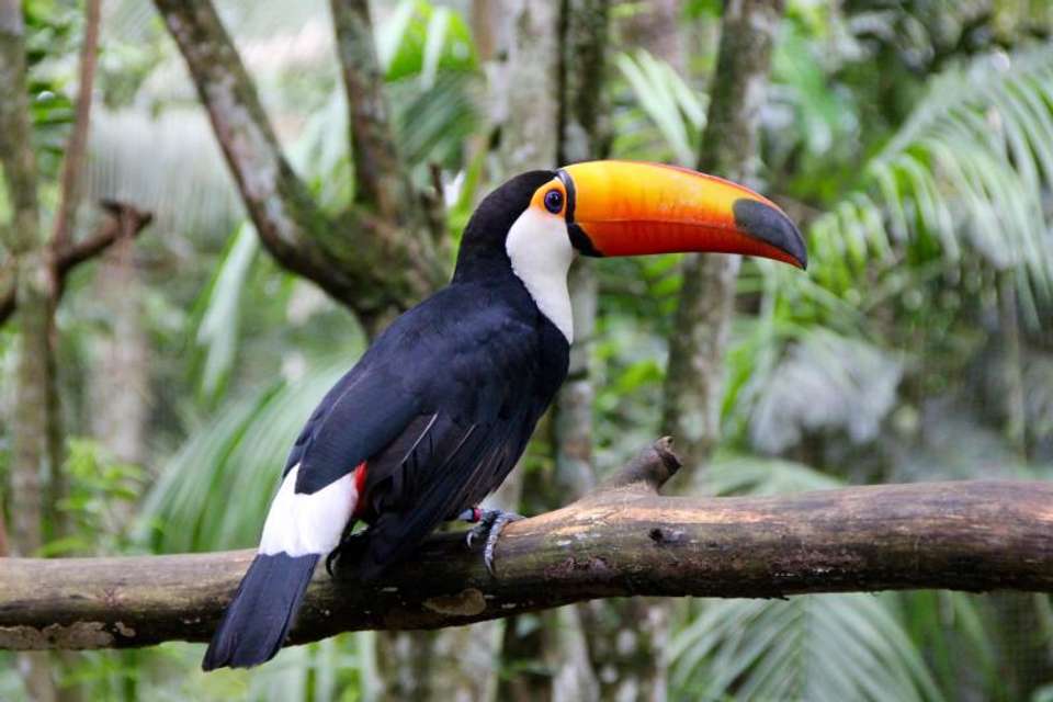 Iguasu Falls Private Day Trip from Buenos Aires with Airfare - Brazil & Bird Park - Tangol Tours - Argentina - Image 2