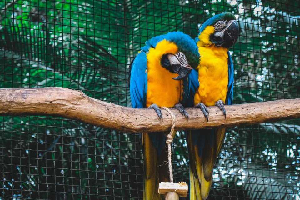 Iguasu Falls Private Day Trip from Buenos Aires with Airfare - Brazil & Bird Park - Tangol Tours - Argentina - Image 7