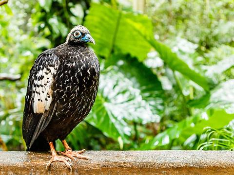 Puerto Iguazu Adventure Tour: Iguazu Falls Adventure 4d/3n (foz To Puerto)