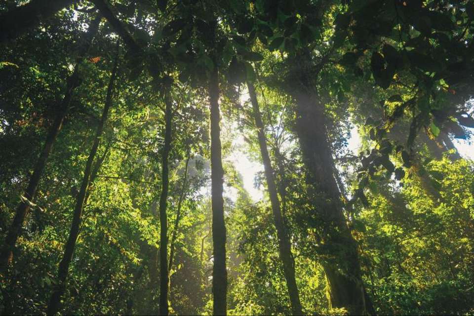 Iguazu Forest Tour - Tangol Tours - Argentina - Image 8