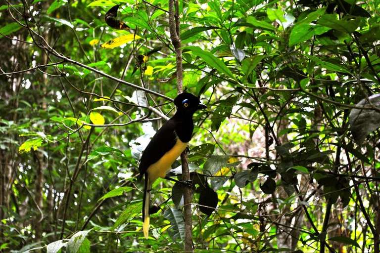 Iguazu Forest Tour trip - alternative tour available