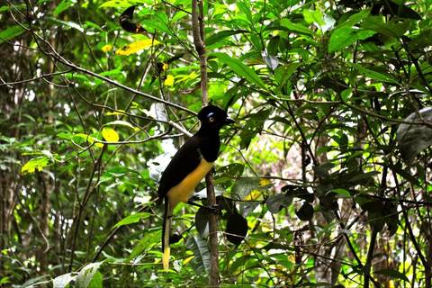 Iguazu Forest Tour - December 2025
