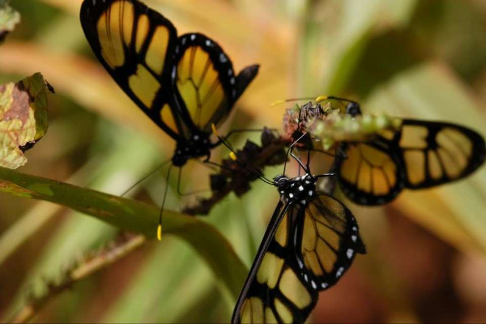 Iguazu Forest Tour - Tangol Tours - Argentina - Image 2
