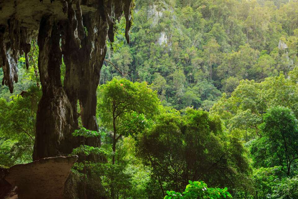 In-depth Borneo & Malaysia Tour - Tweet World Travel - Malaysia - Image 5