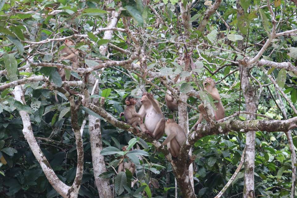 In-depth Borneo & Malaysia Tour - Tweet World Travel - Malaysia - Image 7