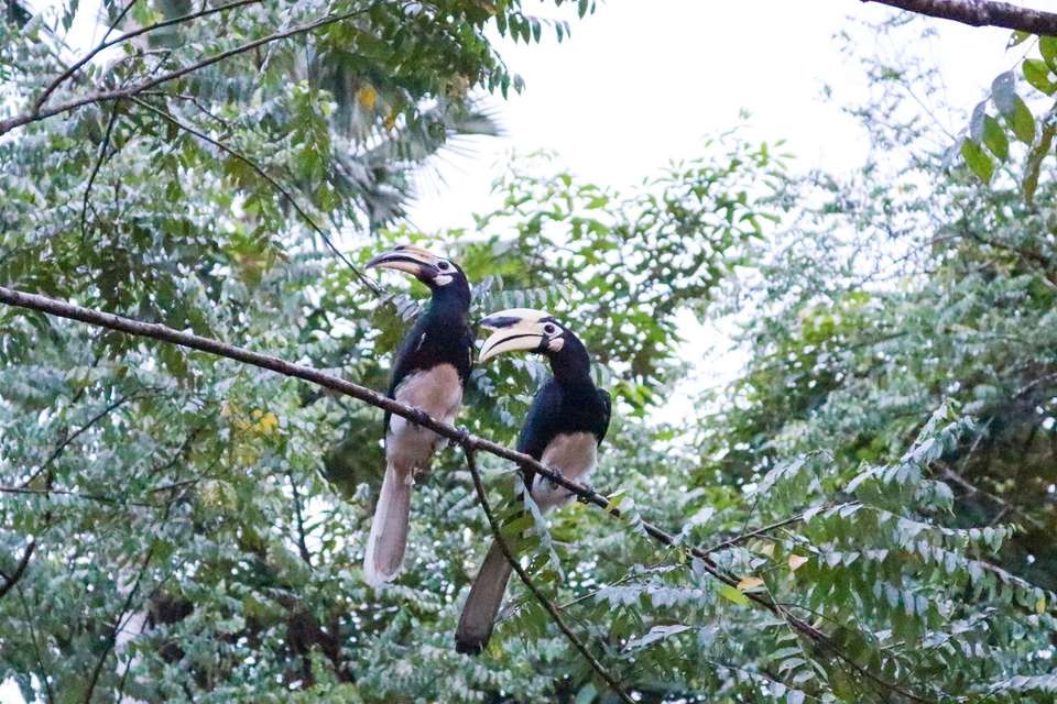 In-depth Borneo & Malaysia Tour - Tweet World Travel - Malaysia - Image 8