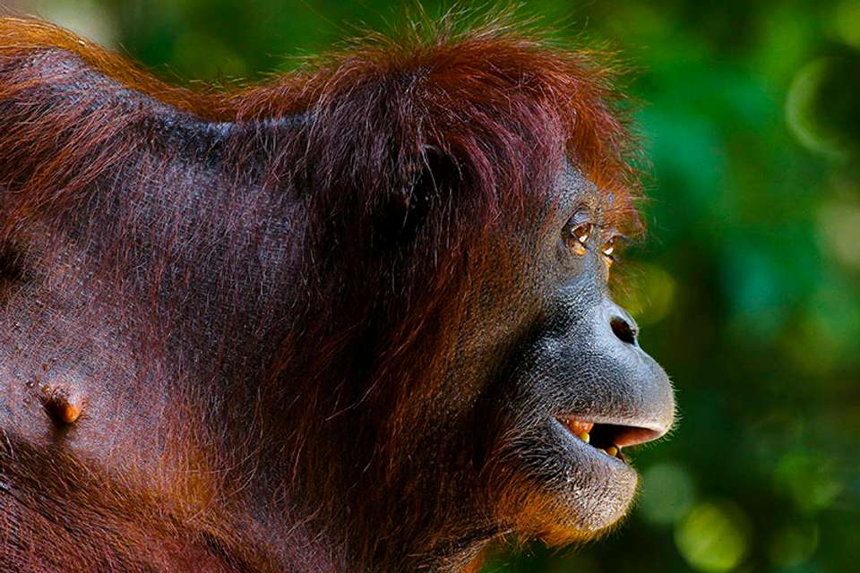 In-depth Borneo & Malaysia Tour - Tweet World Travel - Malaysia - Image 9
