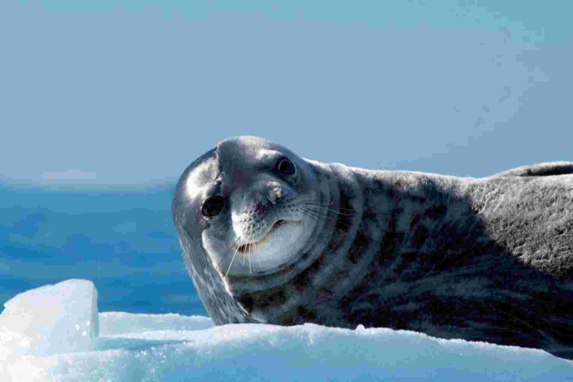 In Shackleton's Footsteps - Douglas Mawson