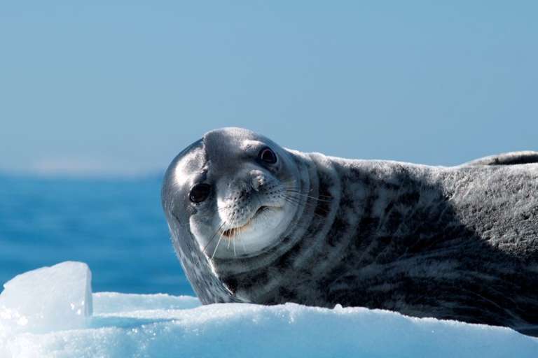 In Shackleton's Footsteps - Douglas Mawson trip - alternative tour available