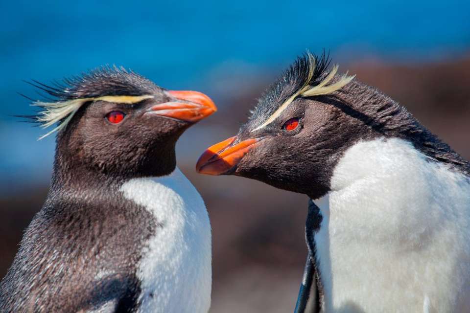 In Shackleton's Footsteps - Douglas Mawson - Explore - Argentina - Image 2
