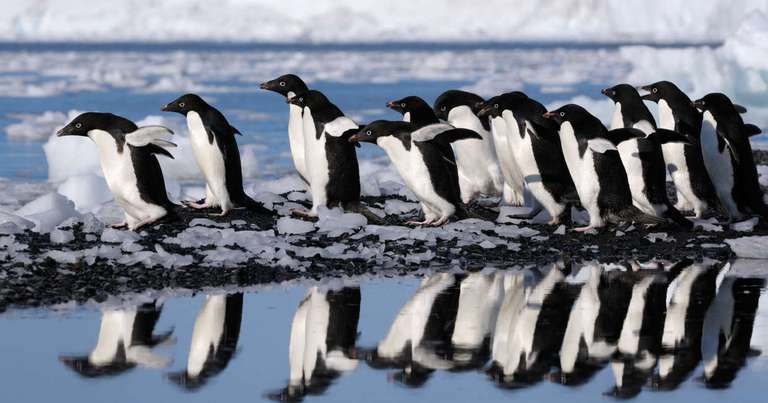 In Shackleton's Footsteps - M/V Sylvia Earle trip - alternative tour available