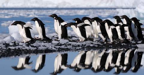 In Shackleton's Footsteps - M/v Sylvia Earle - November 2025