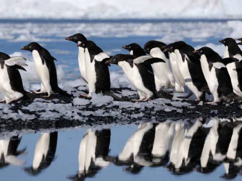 In Shackleton's Footsteps - M/v Sylvia Earle - Fall Tours