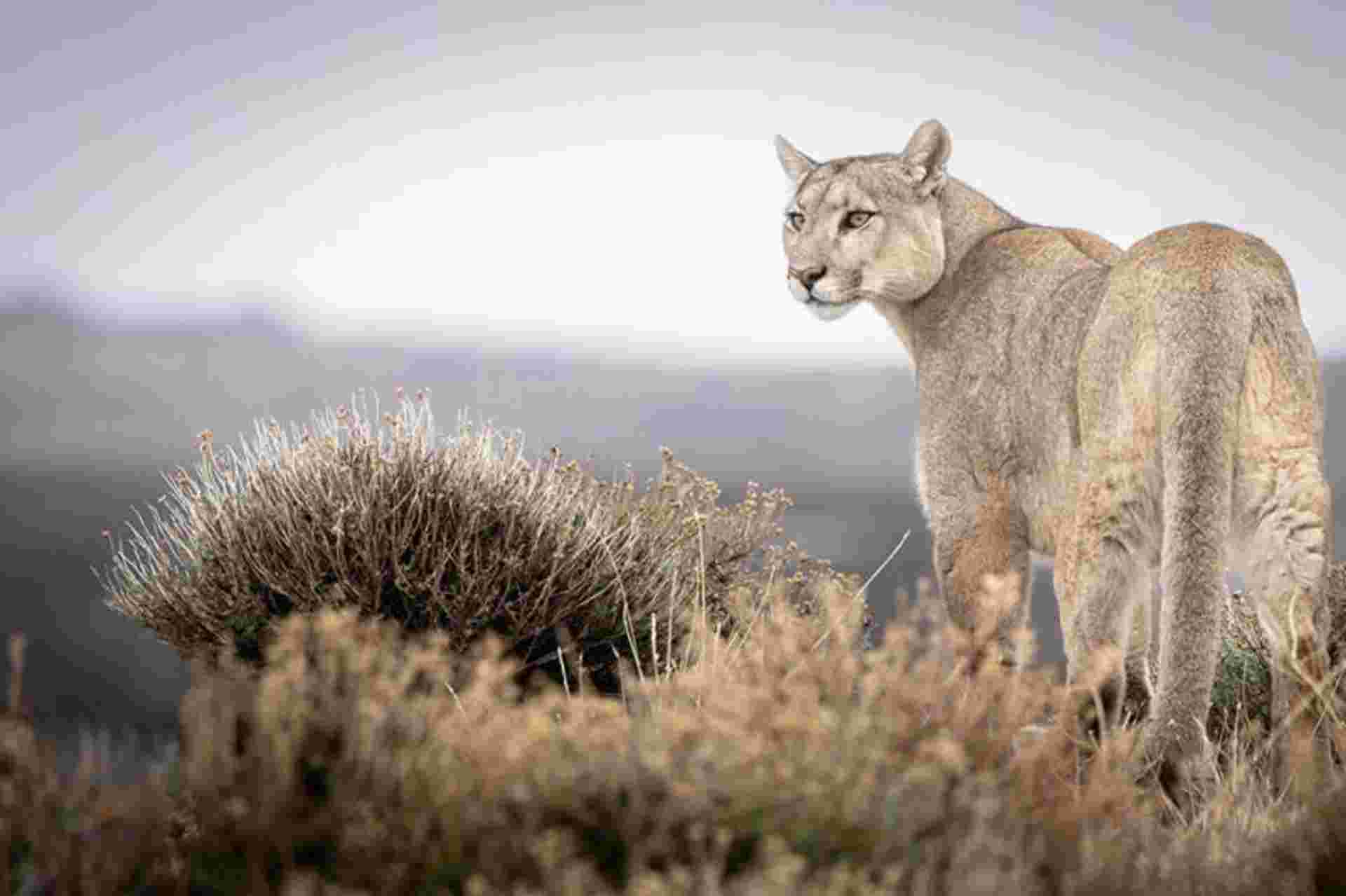 In the Puma’s Footsteps Adventure