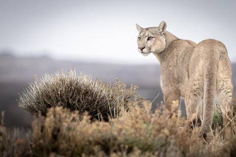 In The Puma’s Footsteps Adventure - 1 Day