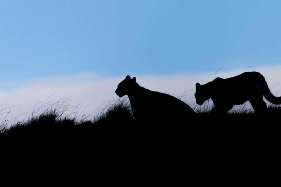 In the Puma’s Footsteps Adventure - Tangol Tours - Chile - Image 2