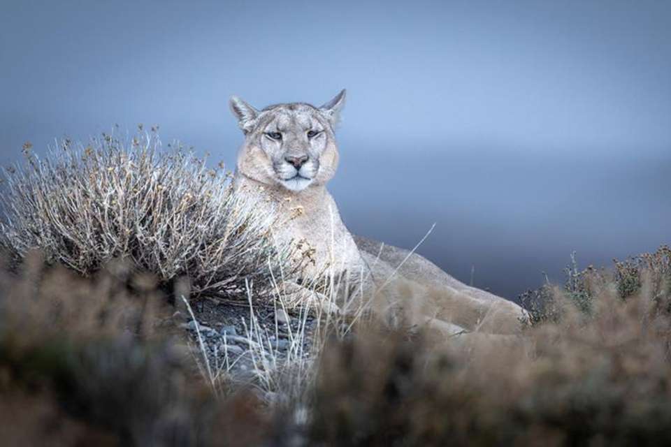 In the Puma’s Footsteps Adventure - Tangol Tours - Chile - Image 3