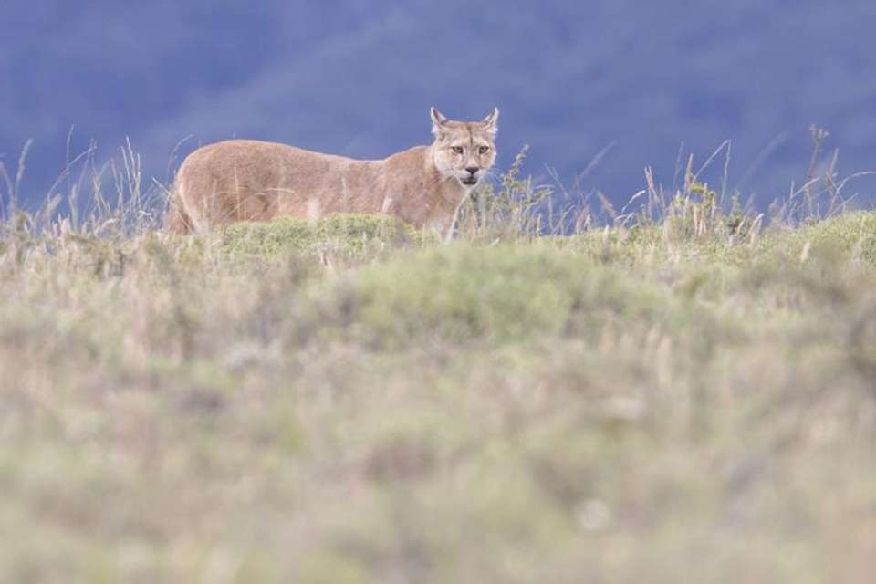 In the Puma’s Footsteps Adventure - Tangol Tours - Chile - Image 6