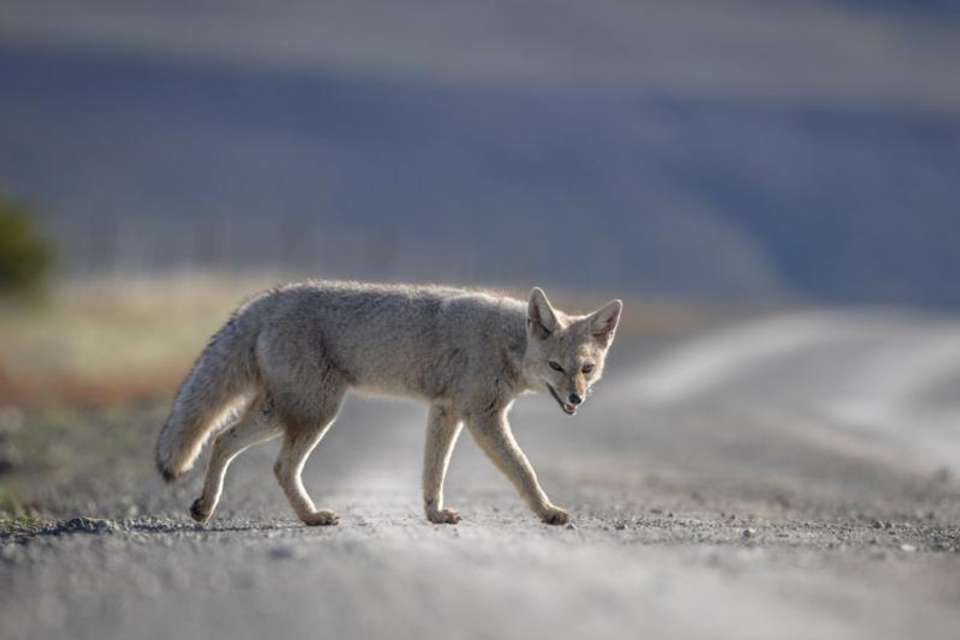 In the Puma’s Footsteps Adventure - Tangol Tours - Chile - Image 7