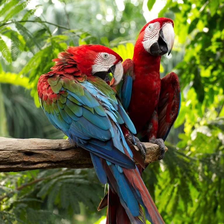 Inca Trail & the Amazon Rainforest