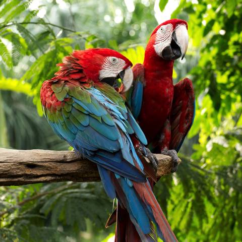 Inca Trail & The Amazon Rainforest