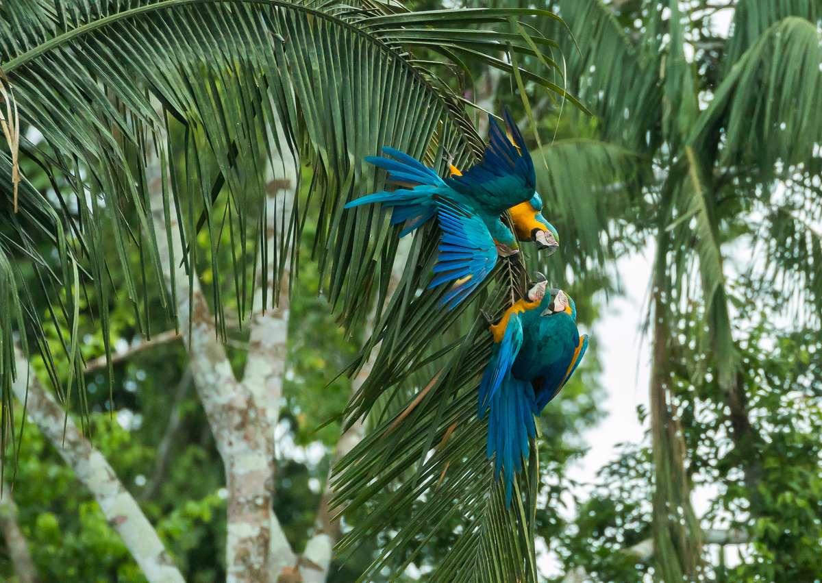 Inca Trail & the Amazon Rainforest Tour with 118 Reviews by Exodus ...