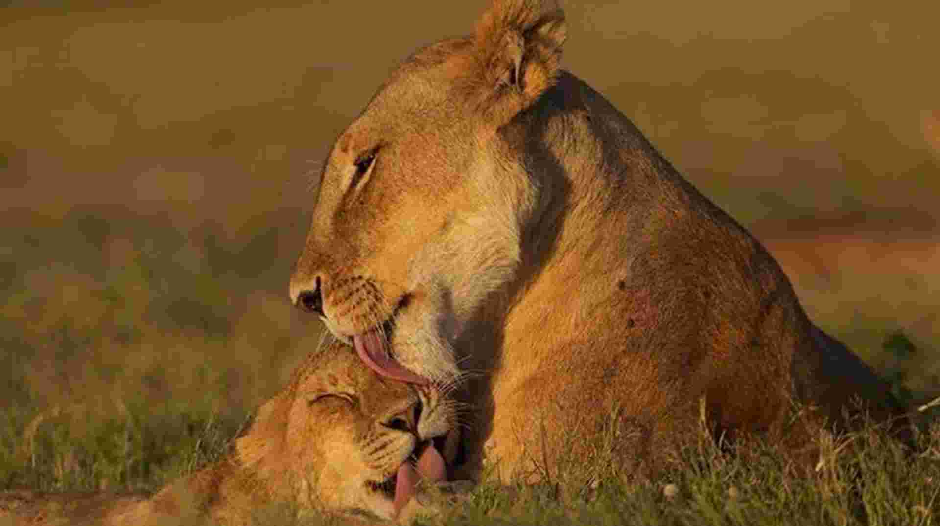 6Day Safari Tarangire, Manyara,Serengeti&Ngorongo Camping