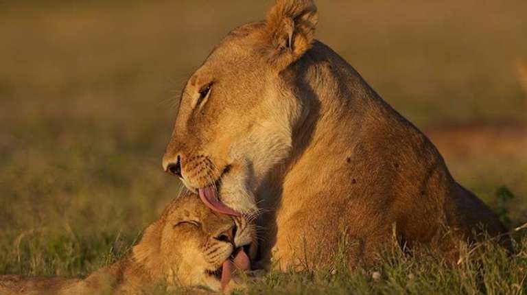 6Day Safari Tarangire, Manyara,Serengeti&Ngorongo Camping trip - alternative tour available