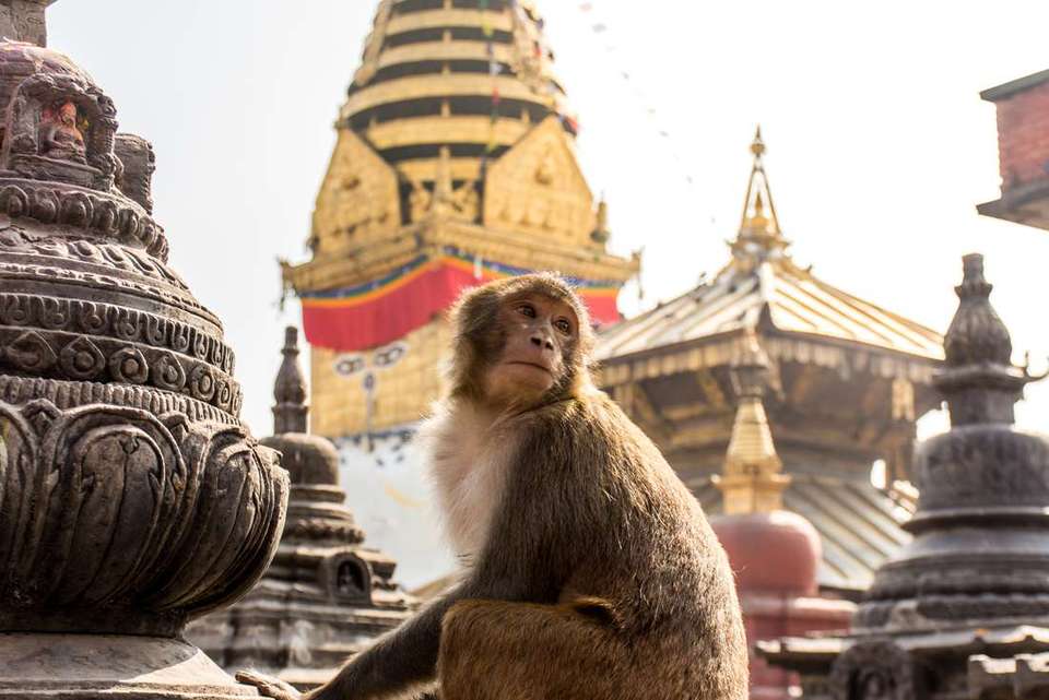 India & Nepal Adventure - Intrepid Travel - India - Image 7