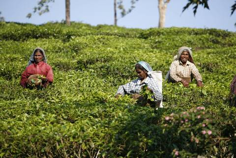 India Expedition: Sikkim, Assam & Nagaland - Fall Tours