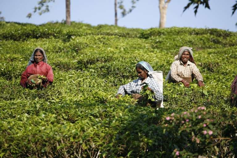 India Expedition: Sikkim, Assam & Nagaland - 16 days