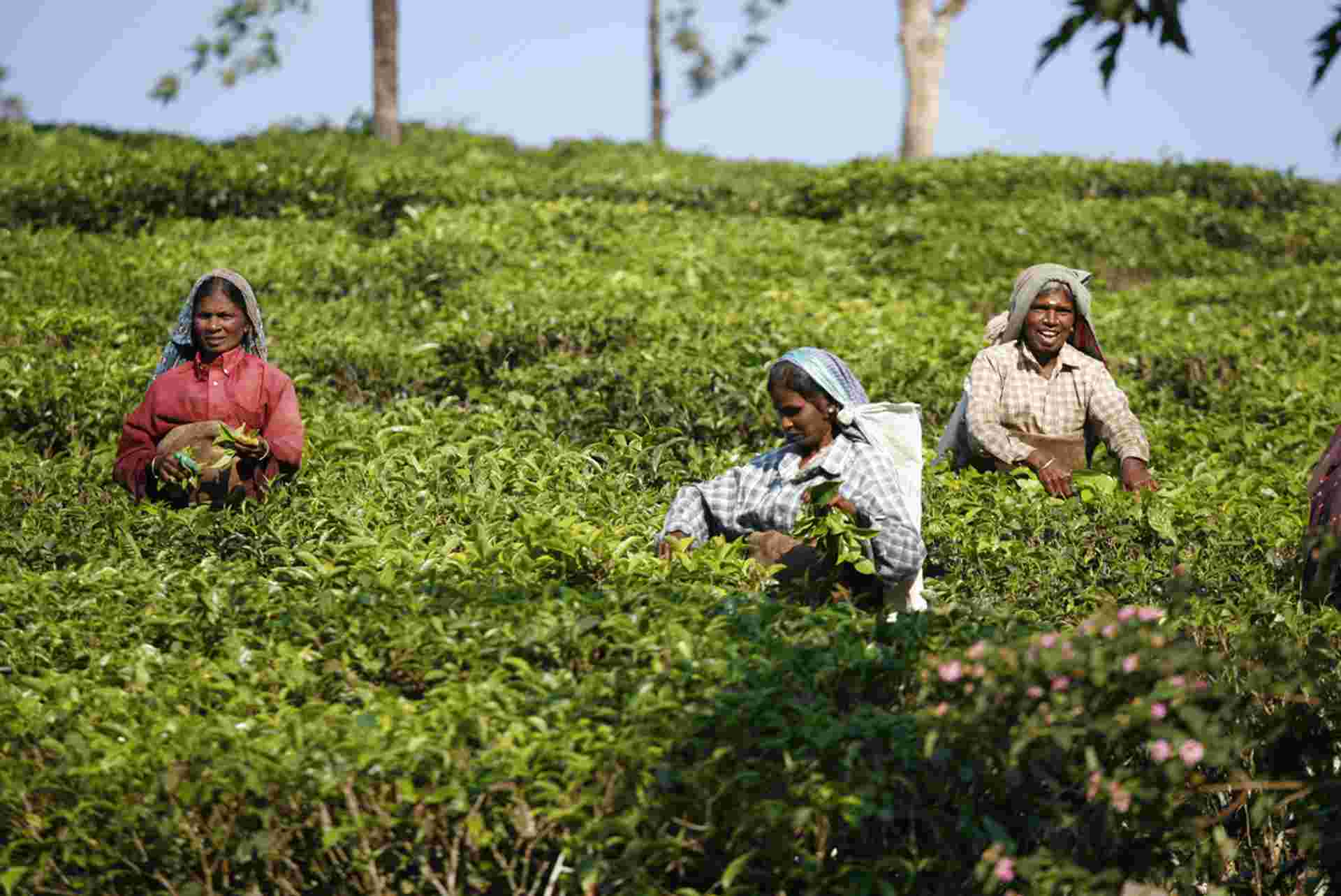 India Expedition: Sikkim, Assam & Nagaland