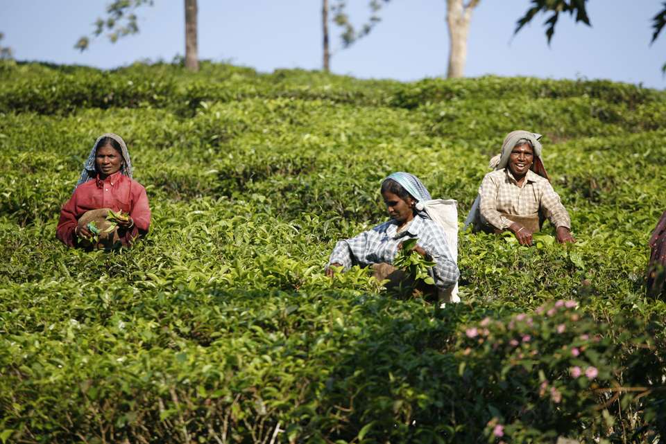 India Expedition: Sikkim, Assam & Nagaland - Intrepid Travel - India - Image 1