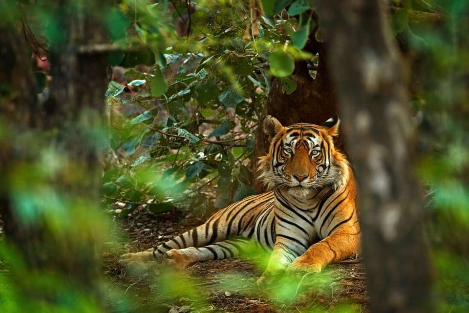 India Experience - Intrepid Travel - India - Image 2