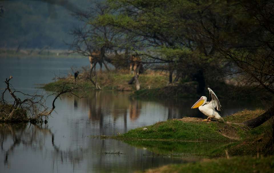 India Golden Triangle Premium Tour with Bharatpur - Tweet World Travel - India - Image 6