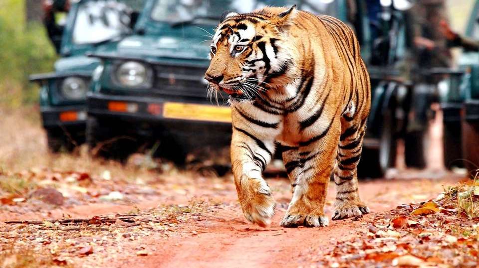 India Golden Triangle with Tigers & Leopards - Amazing India Tours - India - Image 3