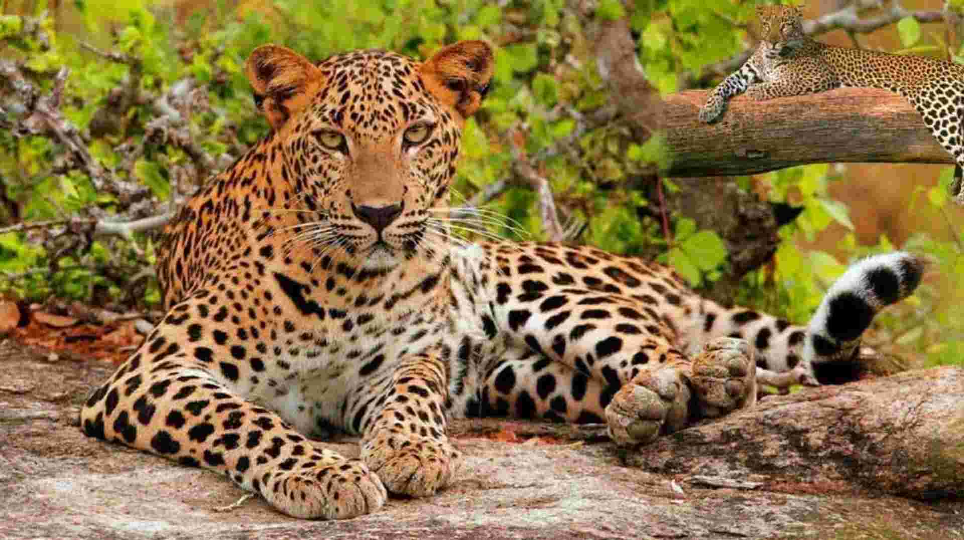 India Golden Triangle with Tigers & Leopards