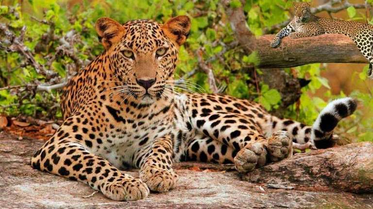 India Golden Triangle with Tigers & Leopards trip - alternative tour available