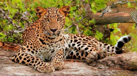 India Golden Triangle With Tigers & Leopards - September 2027